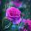 Fuxia